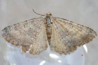 Scotopteryx octodurensis octodurensis