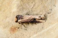Axylia putris