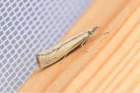 Agriphila inquinatella