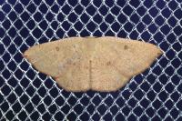 Cyclophora puppillaria