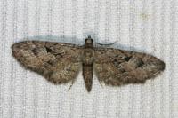 Eupithecia oxycedrata