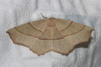 Gerinia honoraria