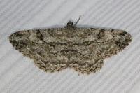 Peribatodes rhomboidaria rhomboidaria
