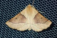 Crocallis elinguaria