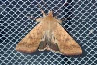 Helicoverpa armigera