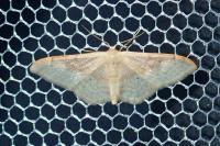 Idaea degeneraria