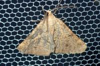 Isturgia miniosaria