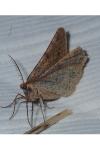 Isturgia miniosaria
