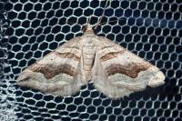 Scotopteryx peribolata