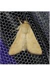 Mythimna vitellina