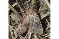 Amphipyra pyramidea