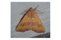 Atethmia centrago