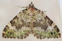 Colostygia