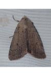 Xestia castanea