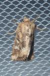 Luperina dumerilii