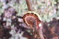 Acronicta psi