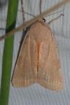 Noctua fimbriata/tirrenica