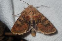 Polymixis argillaceago