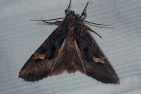 Trigonophora flammea