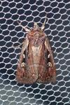 Xestia agathina