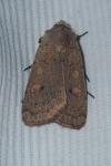 Xestia castanea