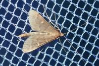 Dolicharthria punctalis