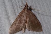 Mecyna asinalis