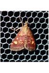 Pyrausta aurata