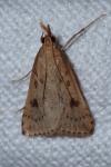 Udea numeralis