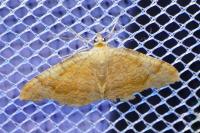 Camptogramma bilineata