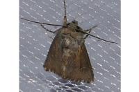 Aporophyla australis