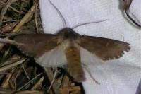 Aporophyla australis