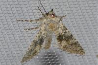 Polymixis xanthomista