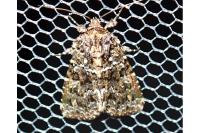 Callopistria latreillei