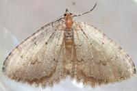 Triphosa tauteli