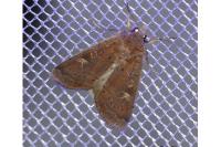 Xestia xanthographa