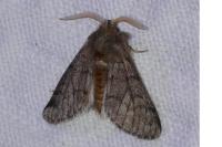 Thaumetopoea pityocampa