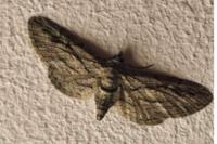 Eupithecia phoeniceata