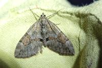 Thera britannica/variata