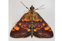 Pyrausta aurata