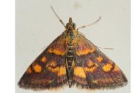 Pyrausta aurata