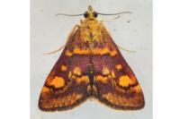 Pyrausta aurata