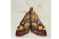 Pyrausta purpuralis