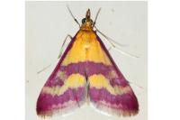 Pyrausta sanguinalis