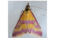 Pyrausta sanguinalis