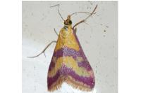 Pyrausta sanguinalis
