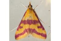 Pyrausta sanguinalis