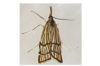 Chrysocramboides craterellus