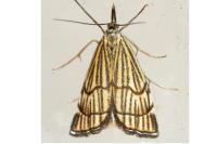 Chrysocramboides craterellus