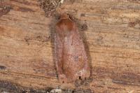 Conistra vaccinii/ligula